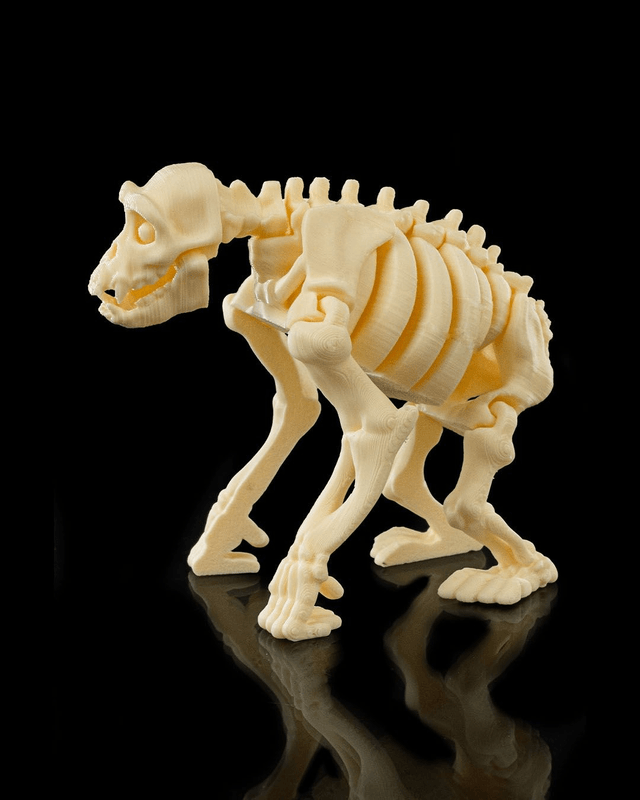Animaux flexibles : Les petits squelettes (partie 3)