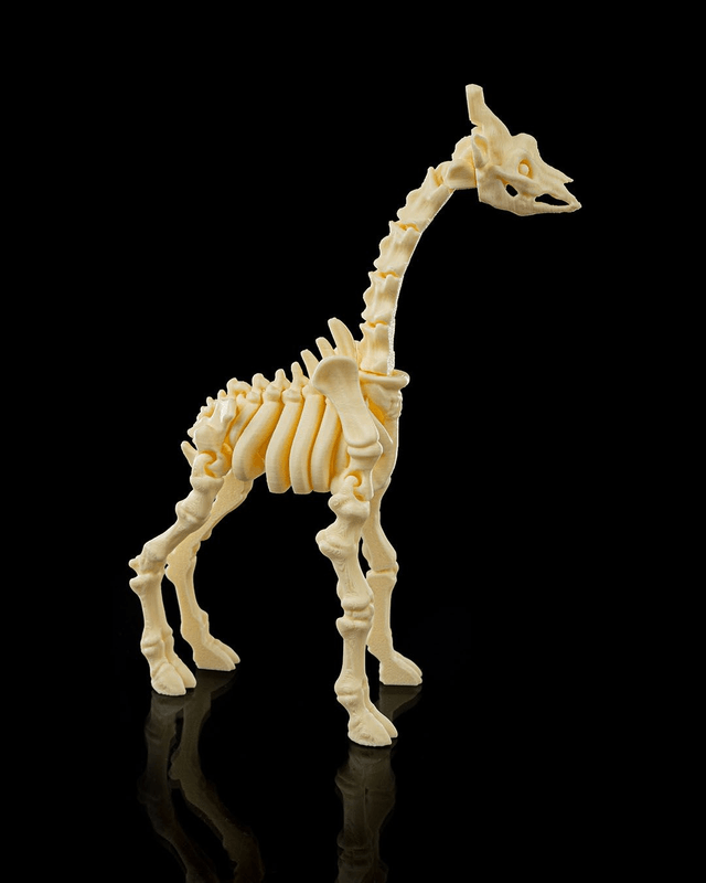 Animaux flexibles : Les petits squelettes (partie 3)