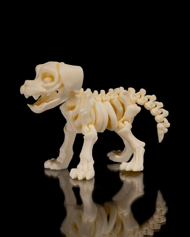 Animaux flexibles : Les petits squelettes (partie 2)